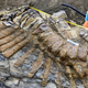 Imagen para el artículo titulado Hallan en México la cola de un dinosaurio de hace 72 millones de años